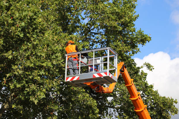 How Our Tree Care Process Works  in Council Grove, KS